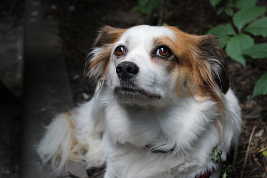 cane bianco e marrone