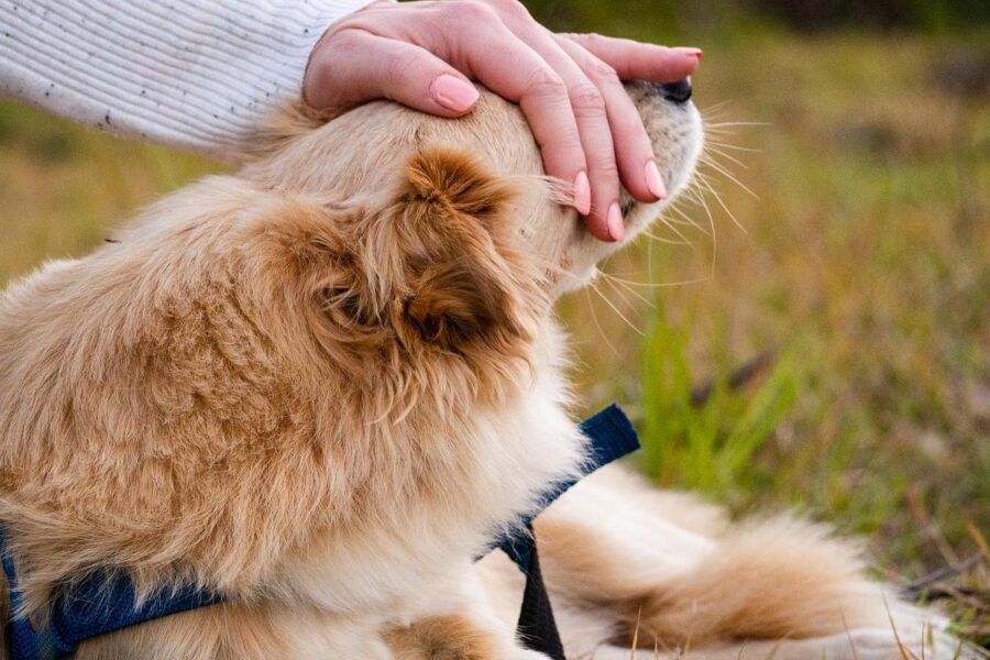 toccare il cane sul muso