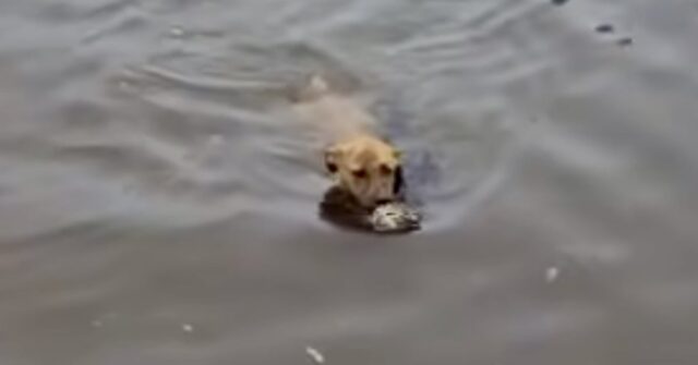 Un gattino che stava per affogare viene salvato da un cane di buon cuore (VIDEO)