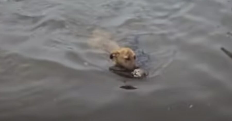 cane salva gattino che stava per annegare