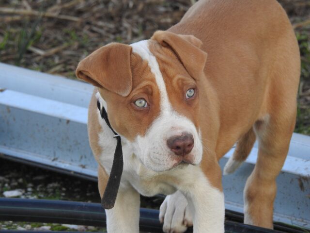 Un povero cane viene salvato in mezzo al mare da alcuni dipendenti di una piattaforma petrolifera (VIDEO)