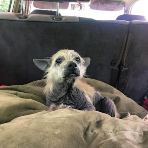 Cane anziano e senza pelo ferma una macchina in strada per chiedere aiuto