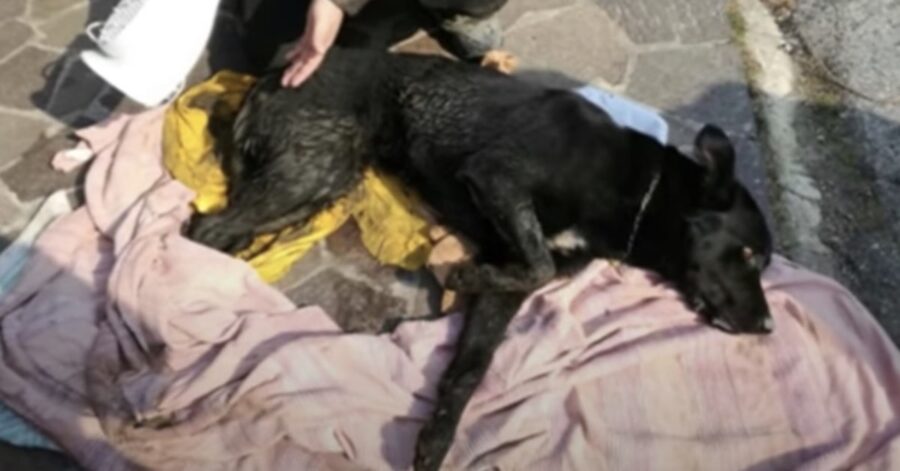 cane appena salvato dai pompieri