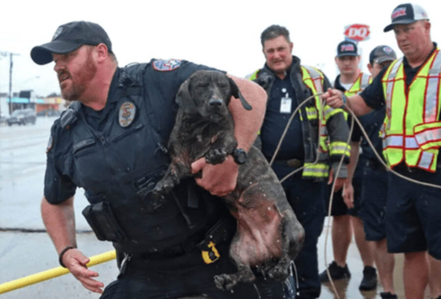 cane salvato dalla corrente del fiume