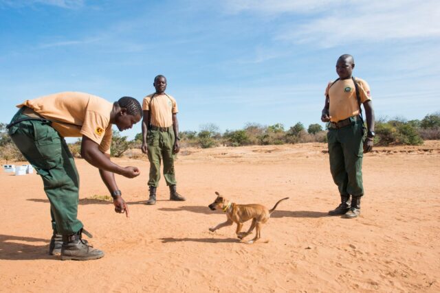 Cani eroi vengono addestrati in Africa per combattere il bracconaggio