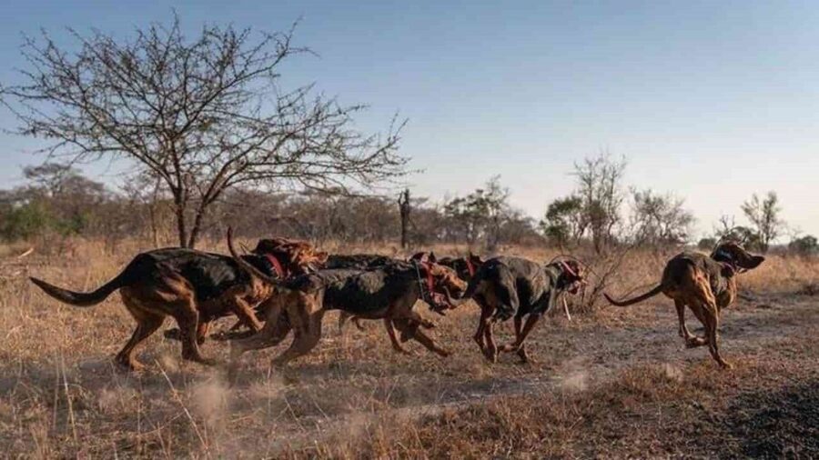 cani contro il bracconaggio