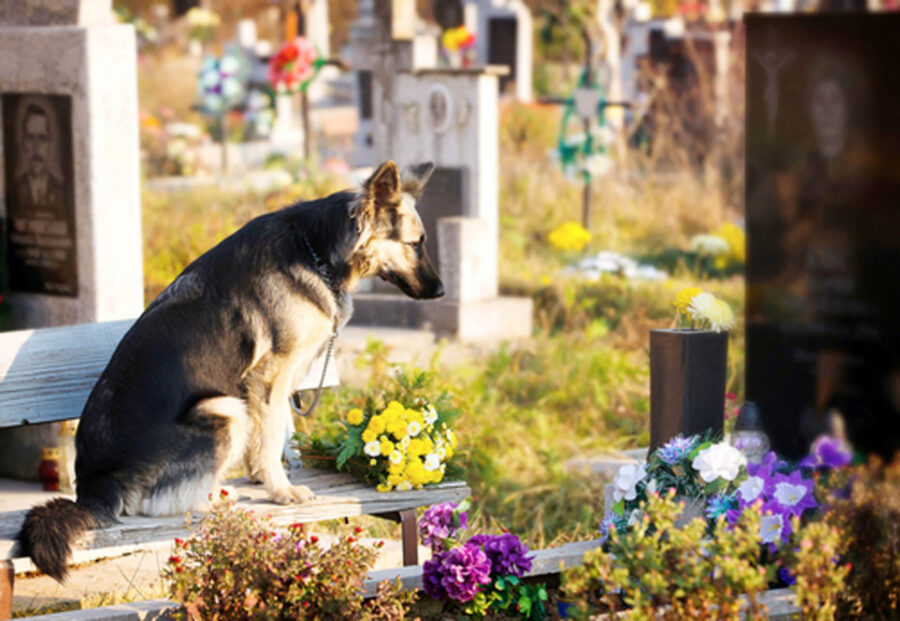 cane al cimitero