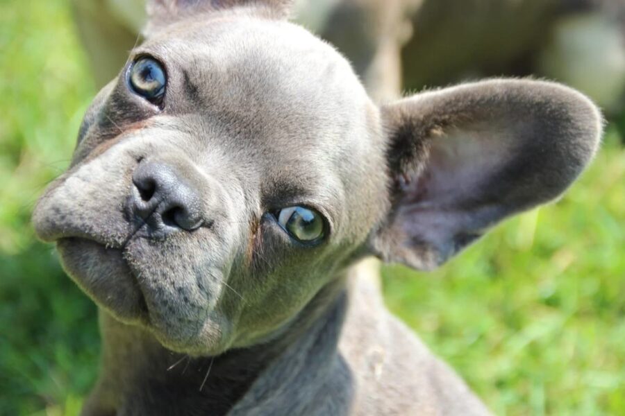 cane grigio con gli occhi blu