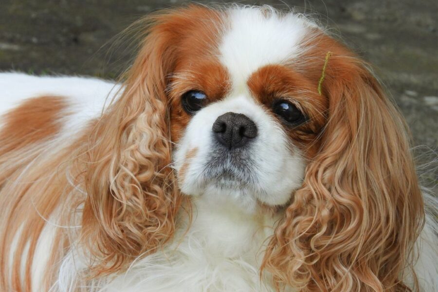 cavalier king