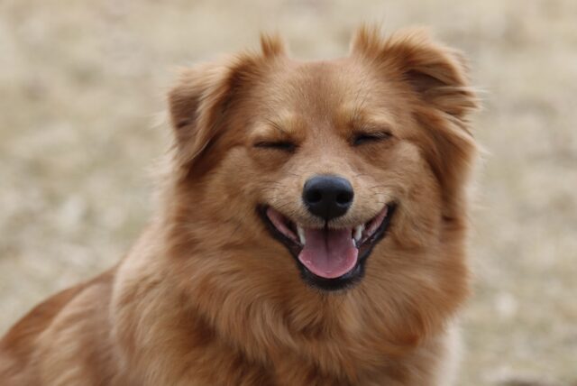 cane che sorride