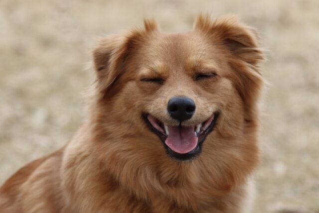 I cani possono mangiare i mirtilli o per loro è dannoso?