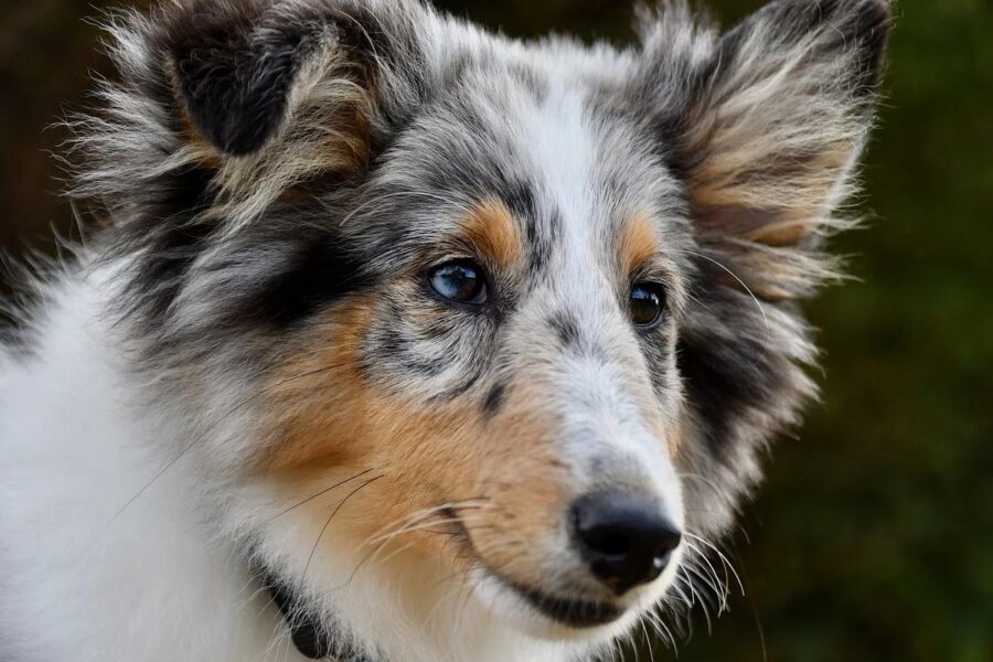 cane con il pelo lungo