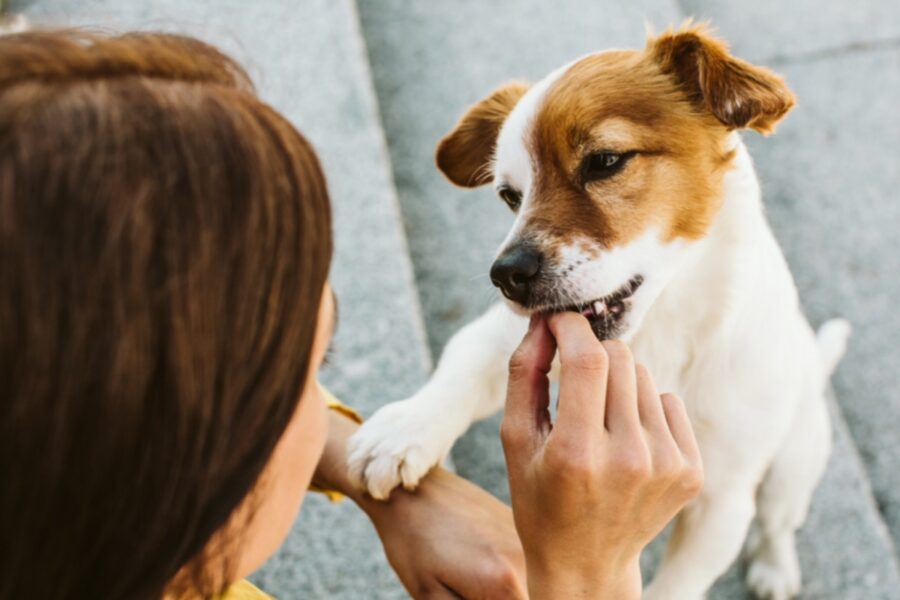 cane mangia un bocconcino