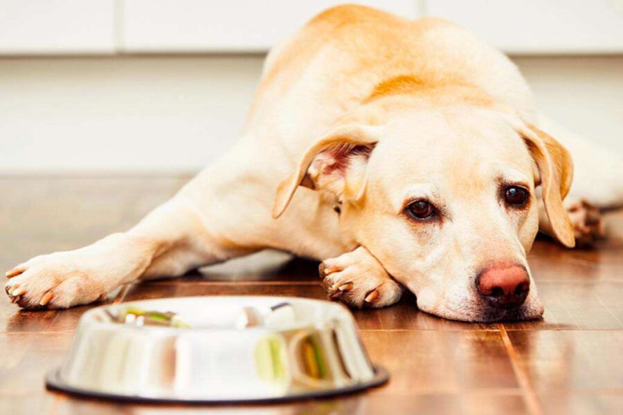 cane davanti alla ciotola