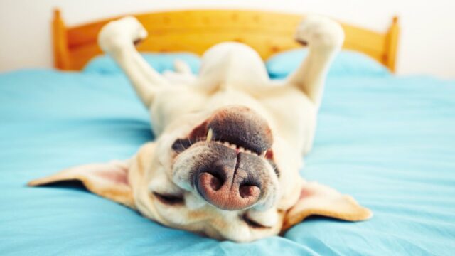 I cani possono mangiare le more o per loro è dannoso?