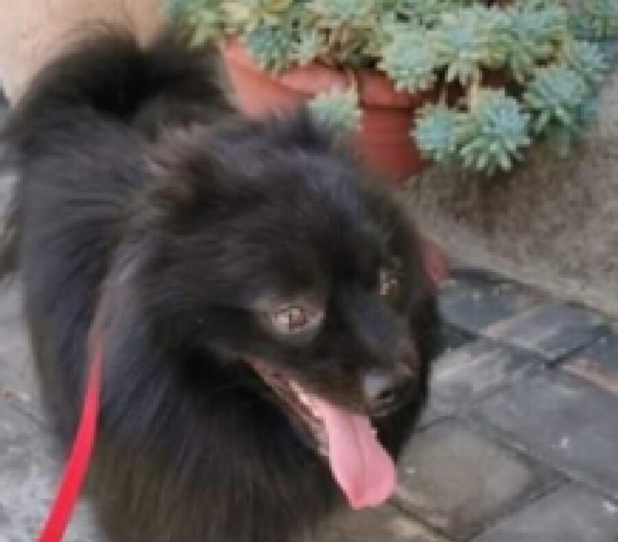 cucciolo di cane pelo lungo nero