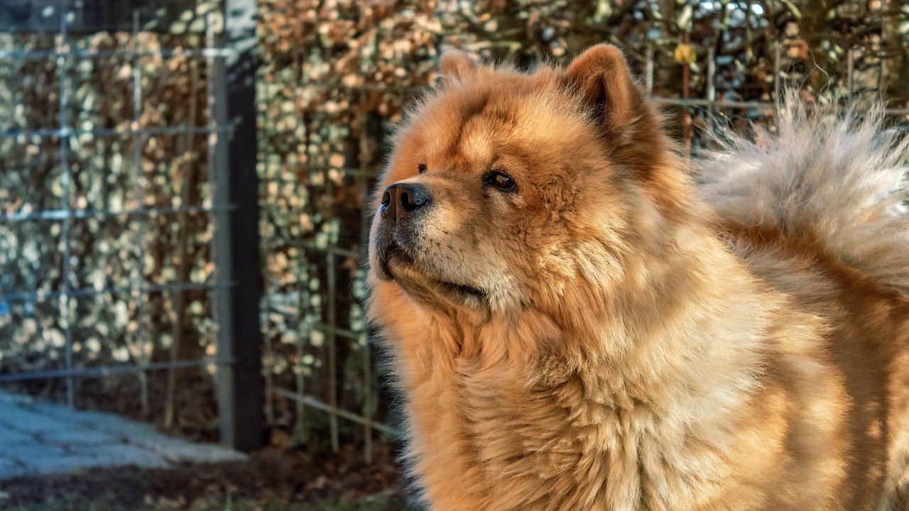 chow chow interessato