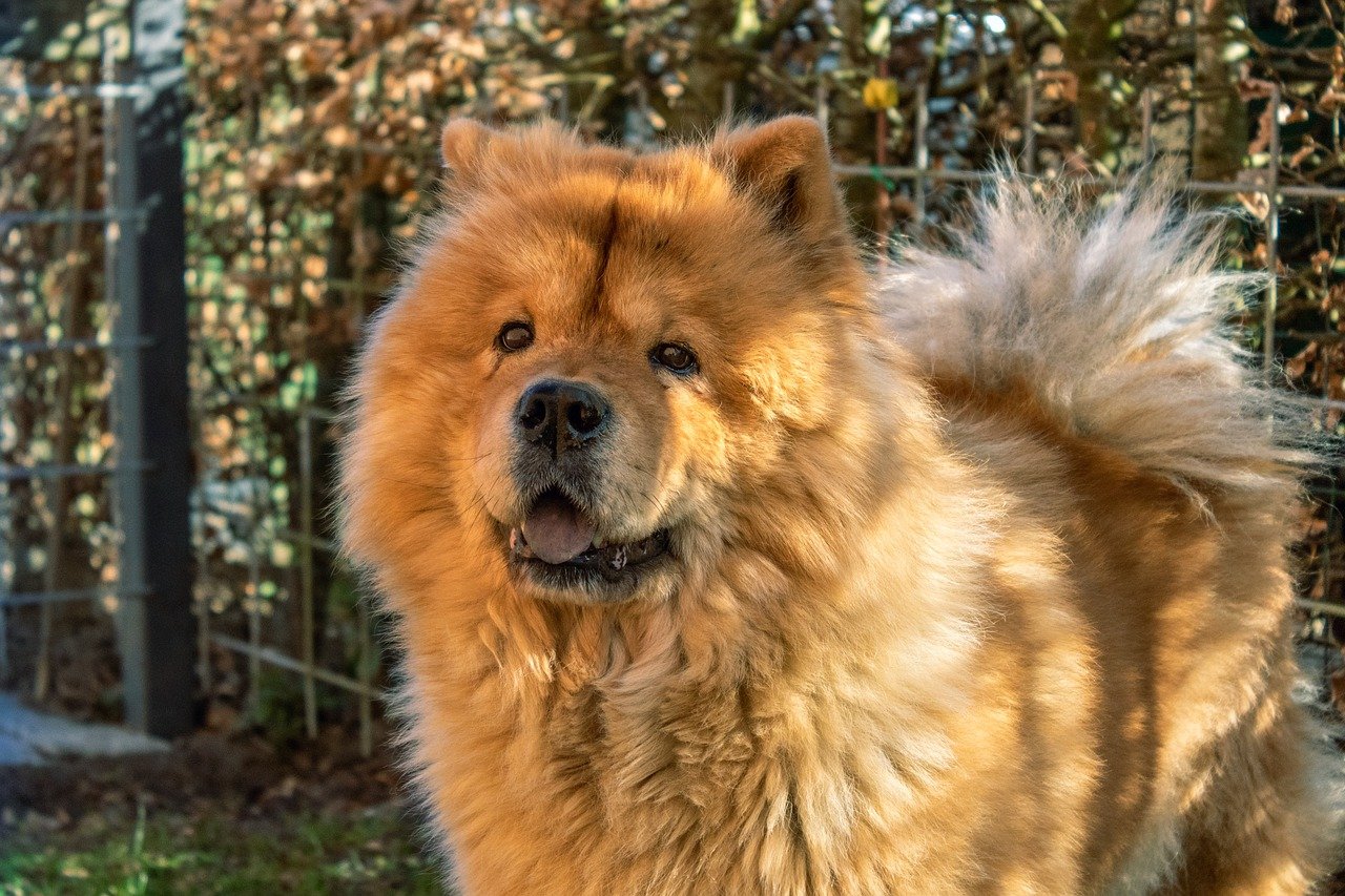 chow chow grande