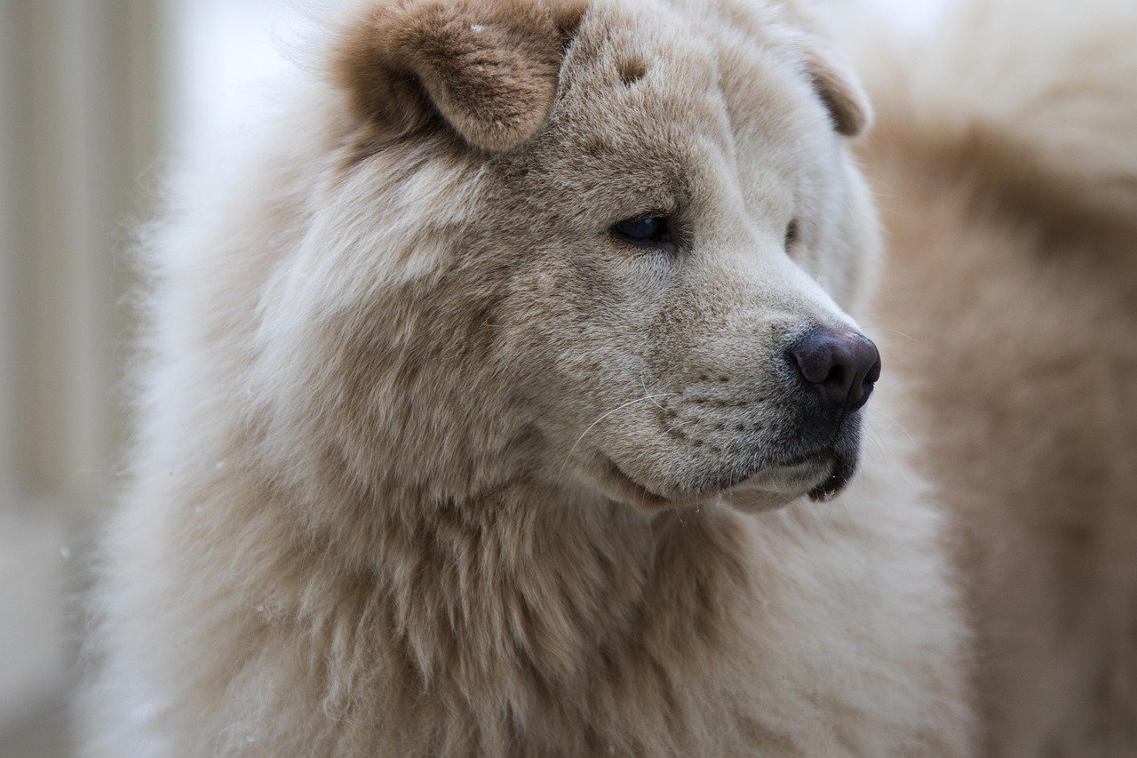 chow chow bianco