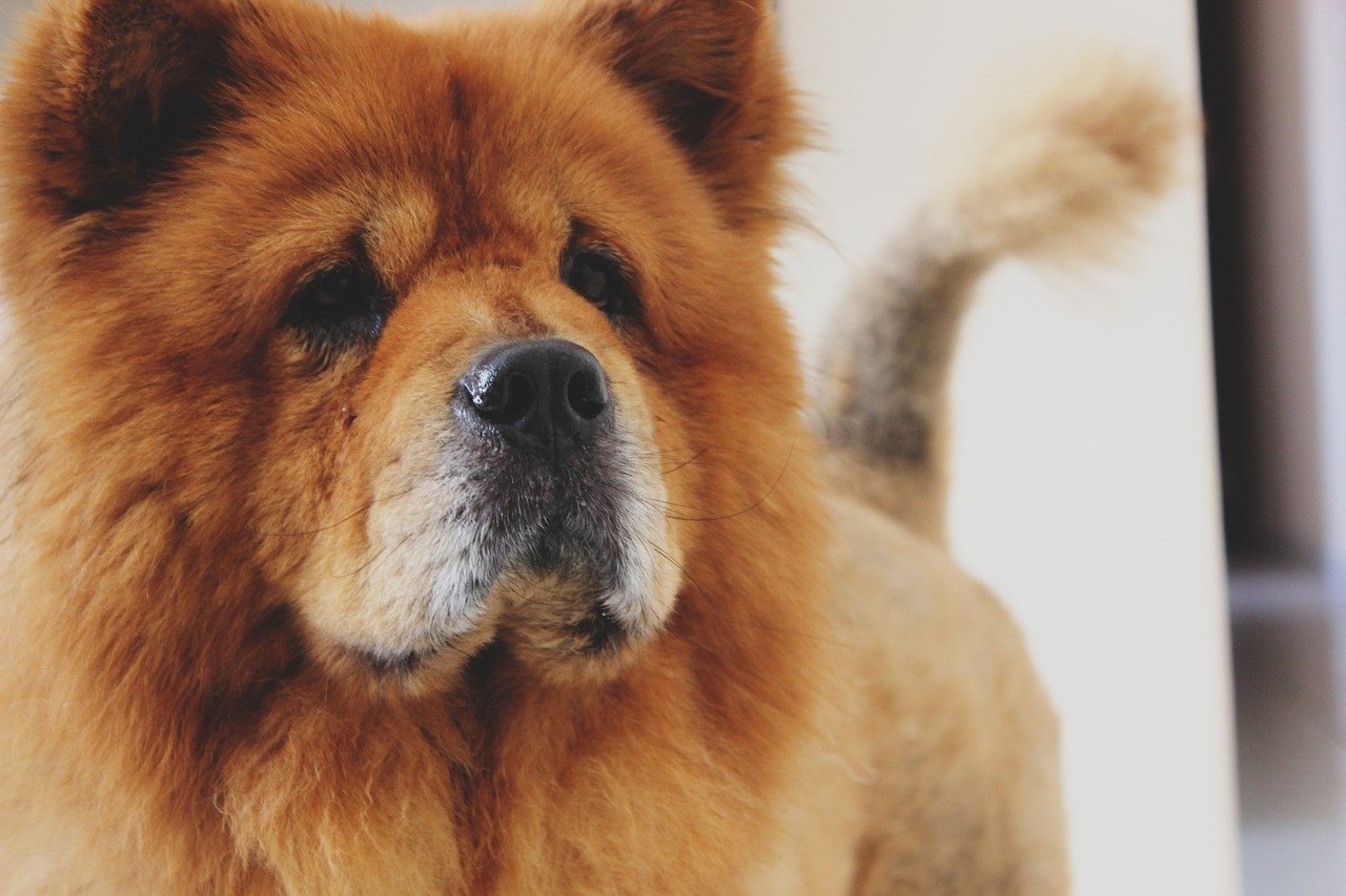 chow chow sguardo dolce