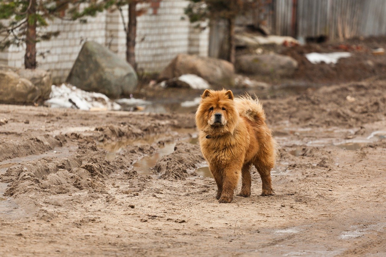 chow chow gironzola