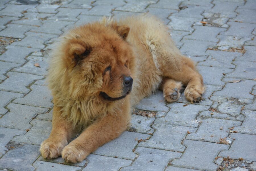 Chow Chow, tutto su questa razza: comportamento, a chi è adatto, storia e cure