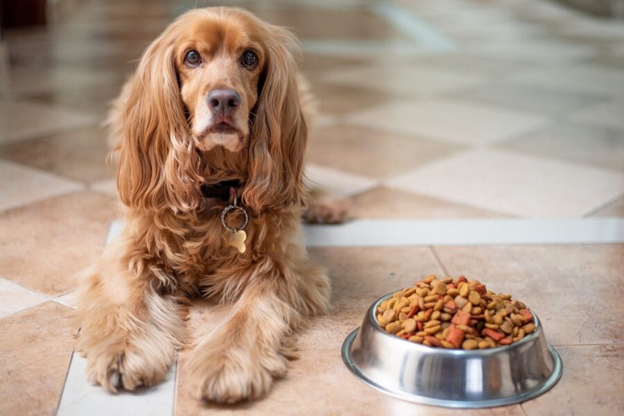 cane e ciotola di crocchette