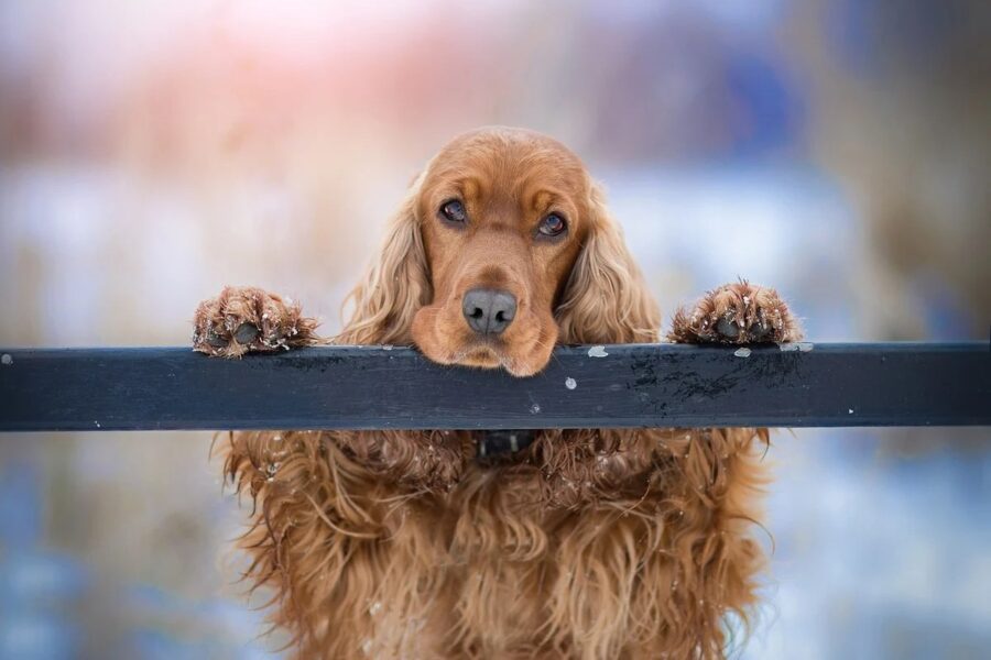 cane su due zampe