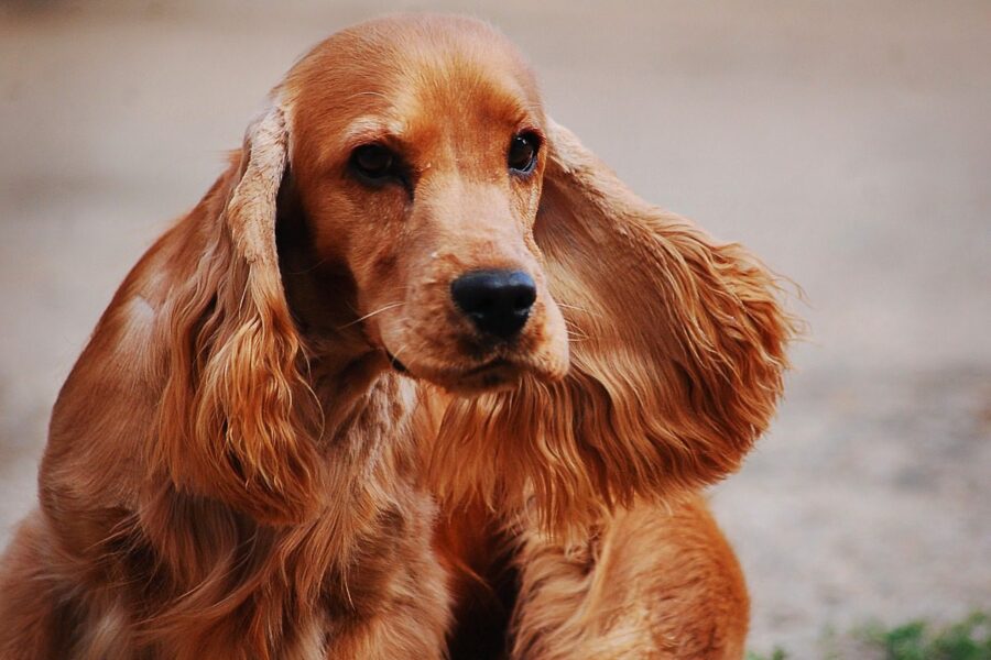 cocker spaniel inglese