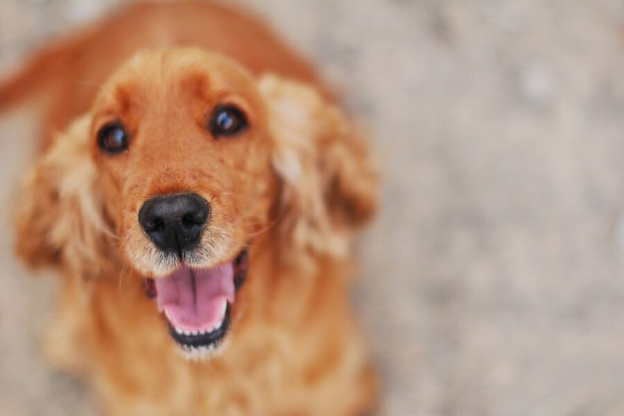 cane che guarda all'insù