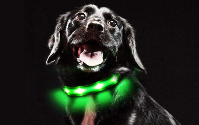 5 collari luminosi per il cane, i migliori in commercio