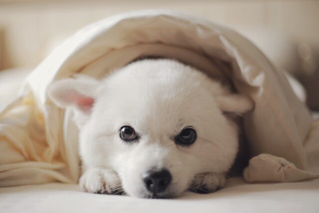 Come si accudisce un cucciolo di cane di taglia piccola?