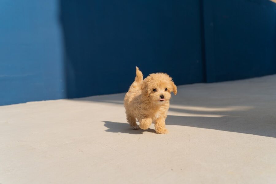 cagnolino che cammina