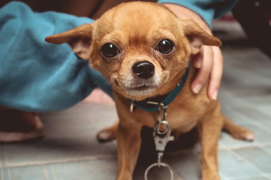 cagnolino che sorride