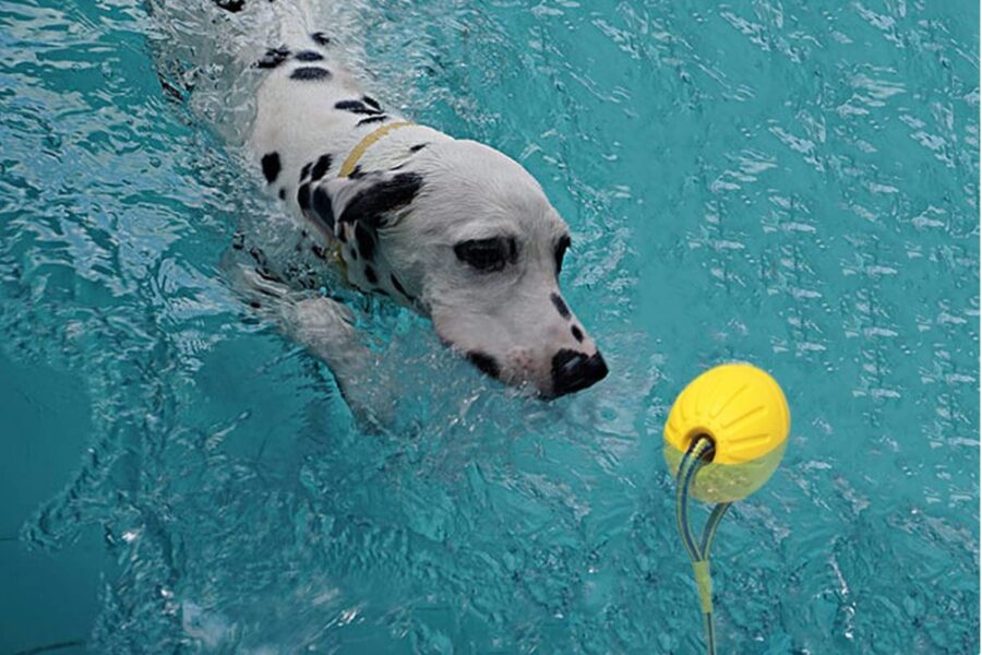 cane che gioca in acqua