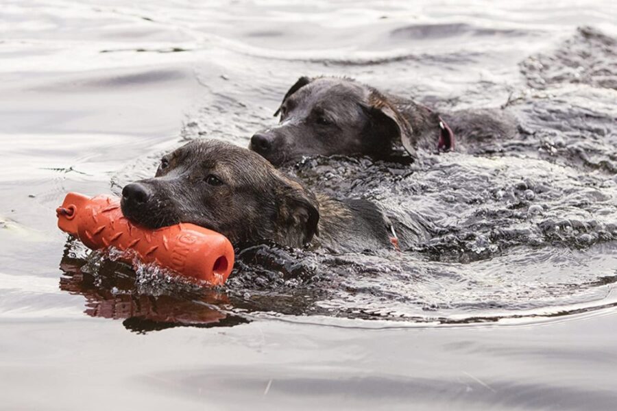 cani che giocano in mare