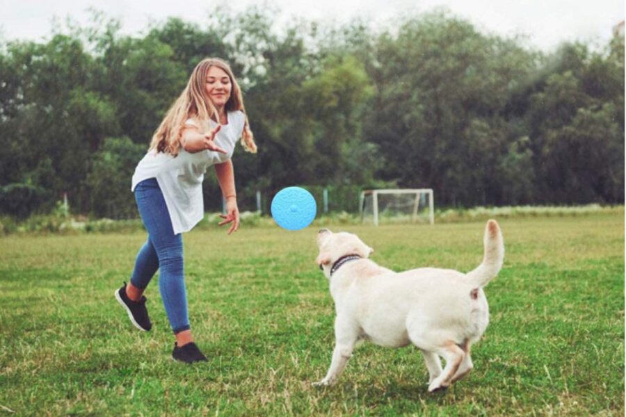 cane che gioca col frisbee