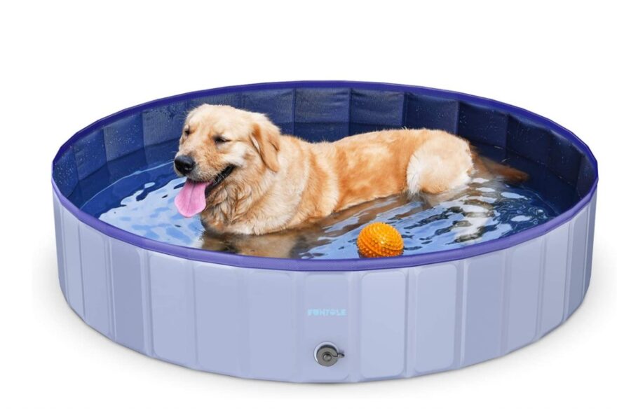 labrador in piscina