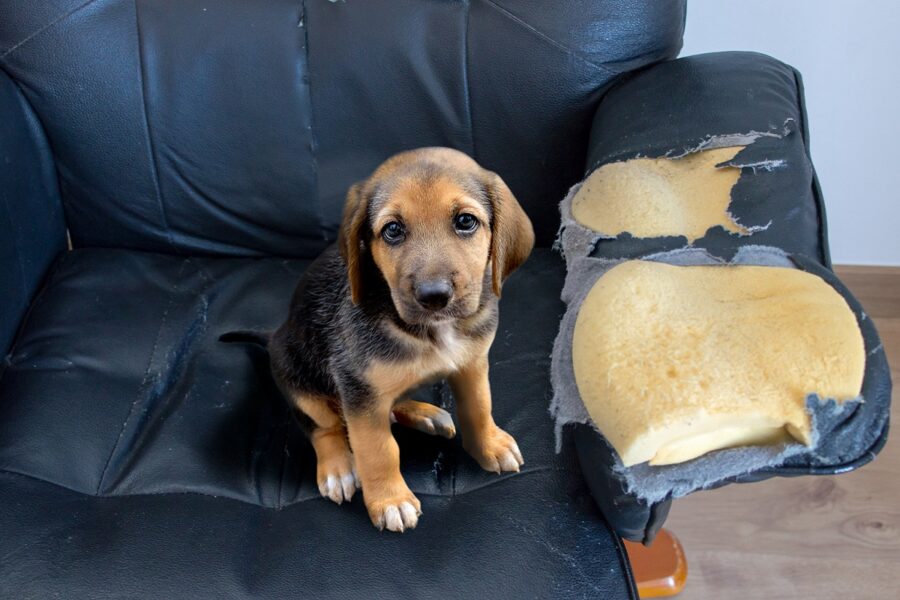 cucciolo distrugge un bracciolo