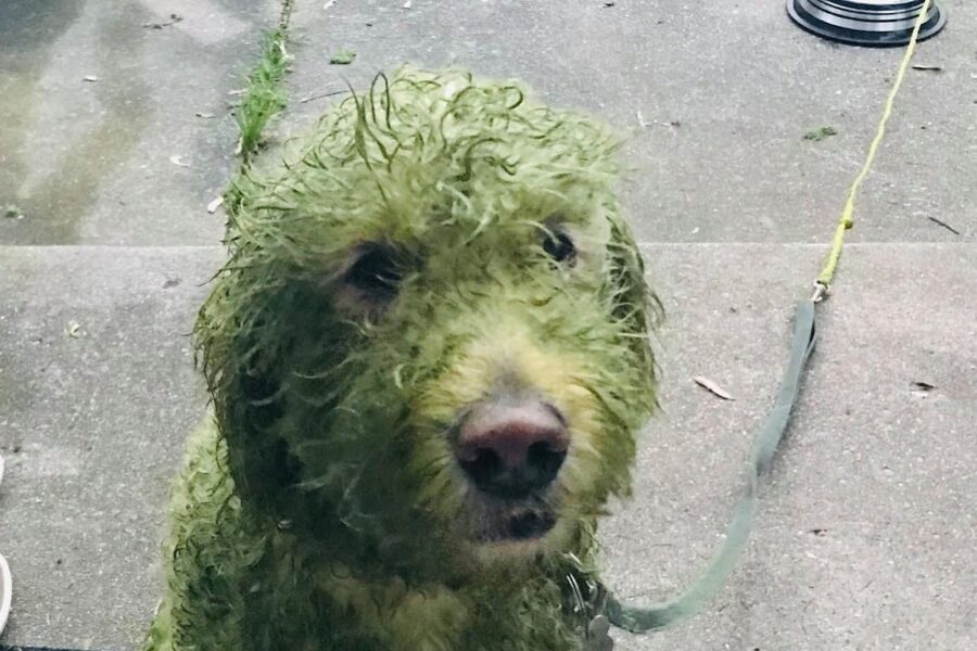 cane bianco sporco di erba