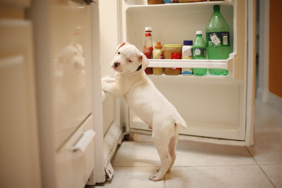 cagnolino davanti al frigo