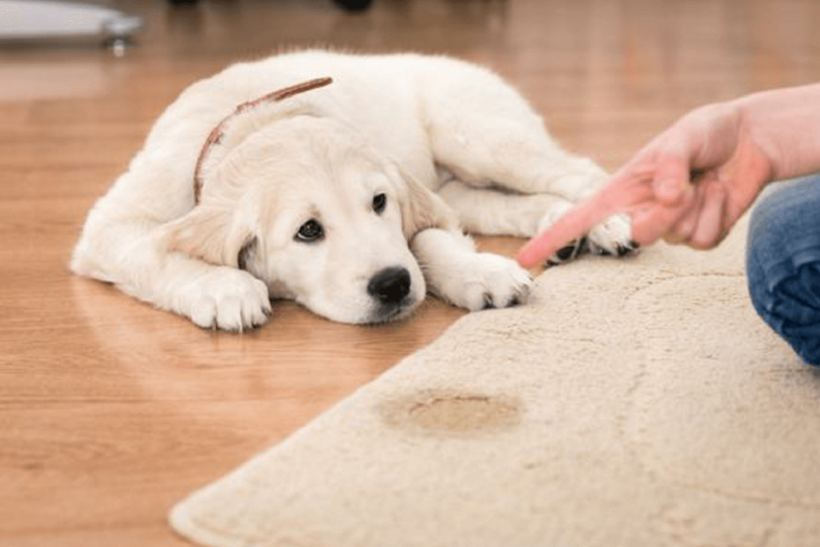 cucciolo fa pipì sul tappeto