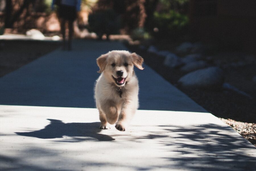 cucciolo che corre