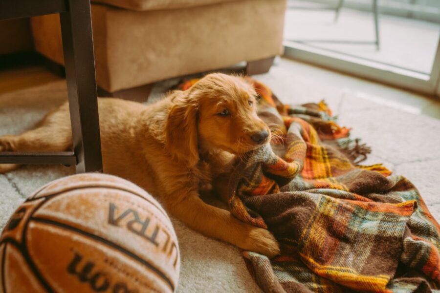 cucciolo e coperta