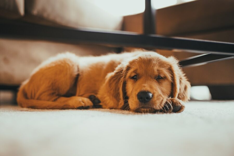 cagnolino che riposa