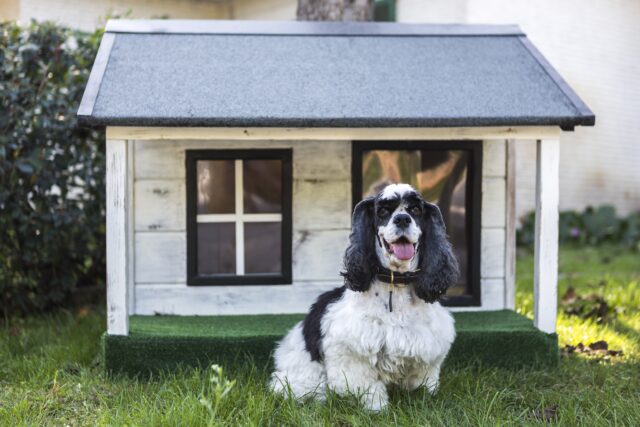 Quali sono le cose che servono ad arredare la cuccia del cane?