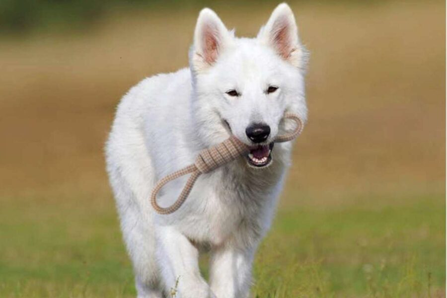 cane bianco con corda in bocca