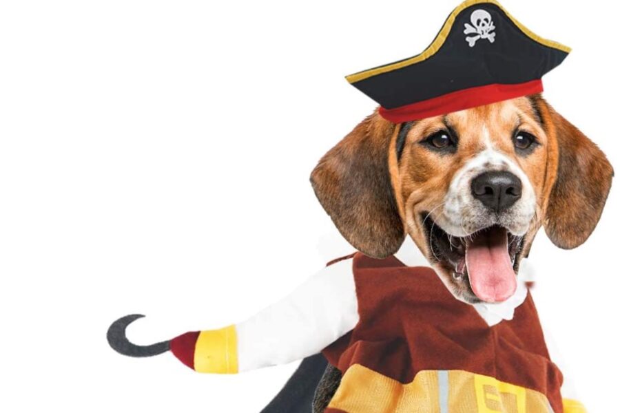 cane pirata