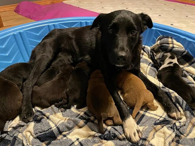 Cane che ha perso tutta la sua cucciolata adotta 10 cuccioli orfani