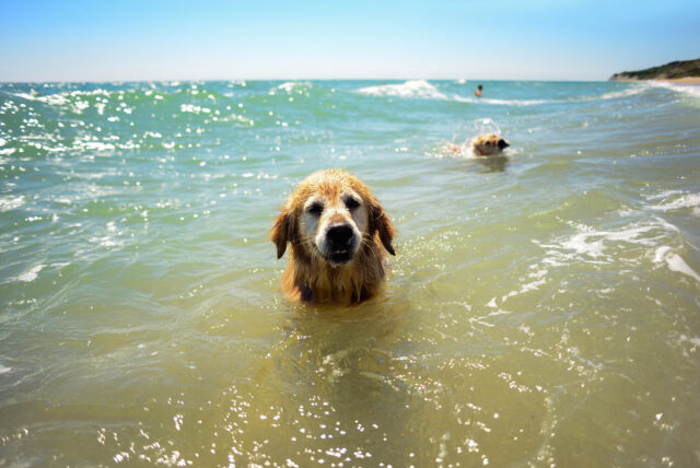 cucciolo di cane nuota nell'oceano